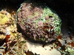 Haliotis coccoradiata