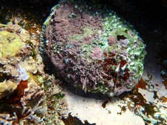 Haliotis coccoradiata