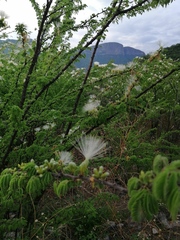 Calliandra eriophylla