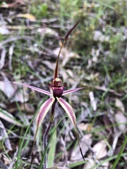 Caladenia ampla