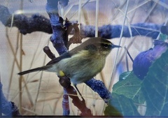 Phylloscopus canariensis