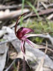 Caladenia ampla