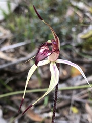 Caladenia ampla