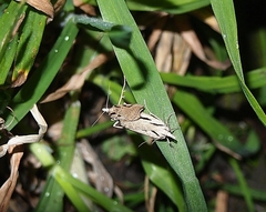 Scoparia rotuella