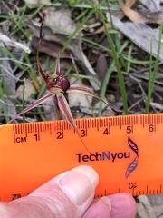 Caladenia ampla