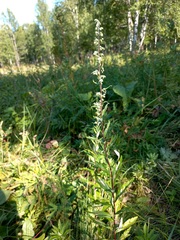 Artemisia integrifolia