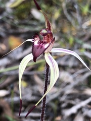 Caladenia ampla