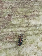 Cosmodela aurulenta aurulenta