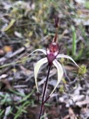 Caladenia ampla