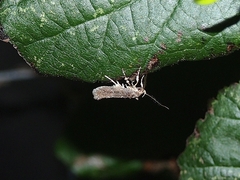 Atomotricha