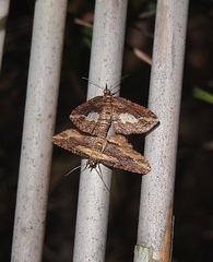 Chloroclystis filata