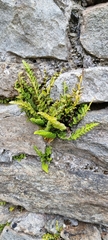 Asplenium marinum