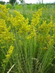 Galium verum