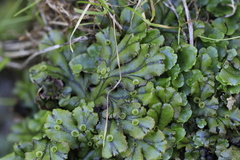 Marchantia polymorpha polymorpha