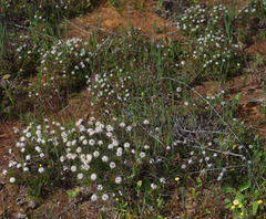 Borya constricta