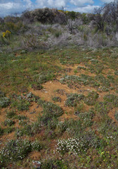 Borya constricta