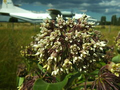 Asclepias syriaca
