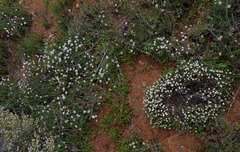 Borya constricta