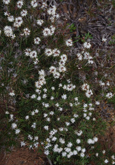 Borya constricta
