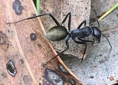Camponotus suffusus