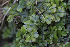 Marchantia polymorpha polymorpha