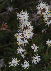 Borya constricta