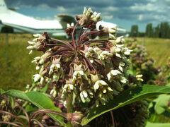 Asclepias syriaca