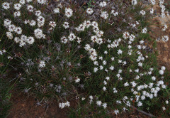 Borya constricta