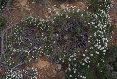 Borya constricta