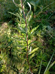 Artemisia integrifolia