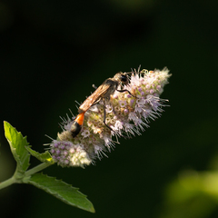Ammophila sabulosa
