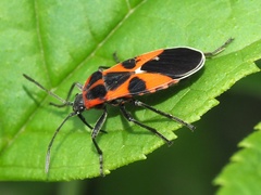 Tropidothorax leucopterus