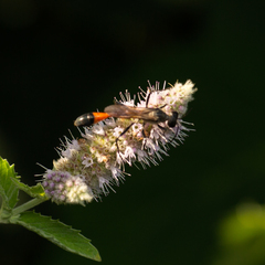 Ammophila sabulosa