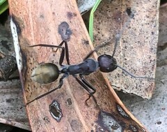Camponotus suffusus