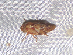 Aphrophora