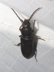 Asemum nitidum