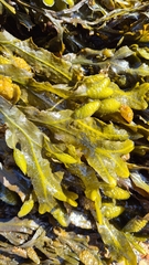 Fucus serratus