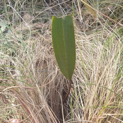 Cryptostylis