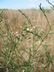Symphyotrichum subulatum squamatum