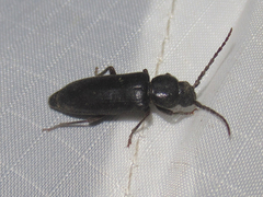Asemum nitidum