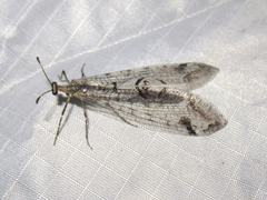 Dendroleon speciosus