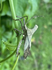 Schroederia