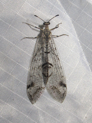 Dendroleon speciosus