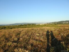 Helichrysum stoechas