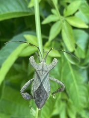 Schroederia