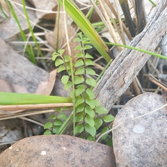 Lindsaea linearis