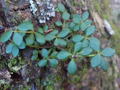Peperomia tetraphylla