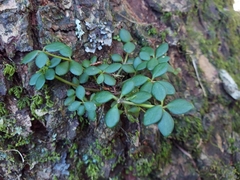 Peperomia tetraphylla