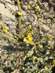 Verbascum sinuatum