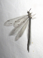 Brachynemurus